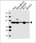 LDHA Antibody (C-term)